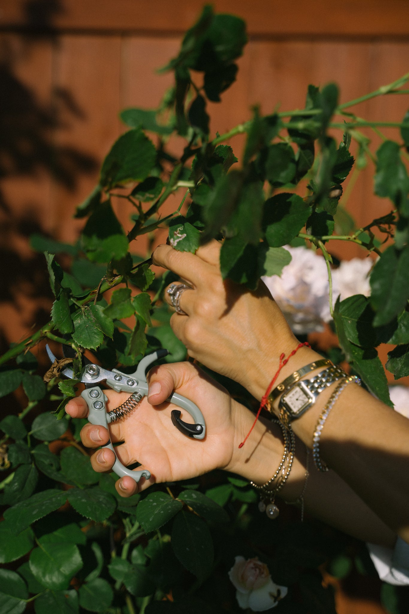 Blossom Pruners in use on rose plant greenery.
